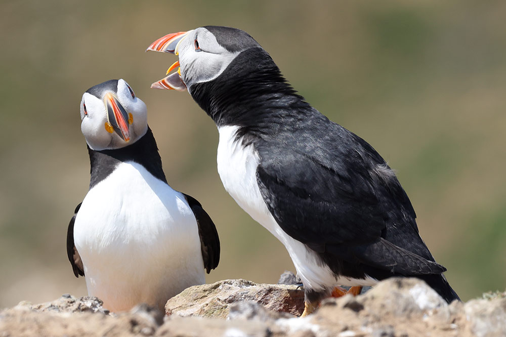 Puffins